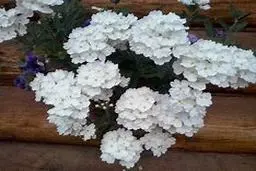 گیاه وربنا، معجزه‌ای که بدن بهش نیاز داره |  راز جوانی و سلامتی در یک گیاه شگفت‌انگیز! | آشنایی با این گیاه شگفت انگیز +ویدئو