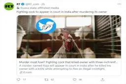 احضار خروس به دادگاه