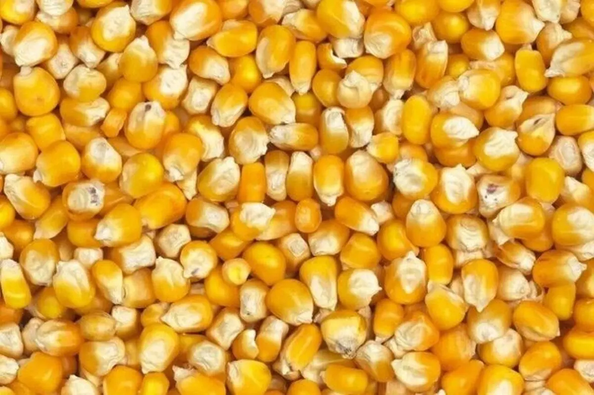 رخنه دوباره «سم» در گمرک | آلودگی قبلی هنوز پاک نشده است!