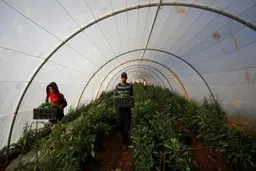 صادرات عسل، شراب و زیتون شهرک‌های اسرائیل به امارات | فلسطین: محکوم است