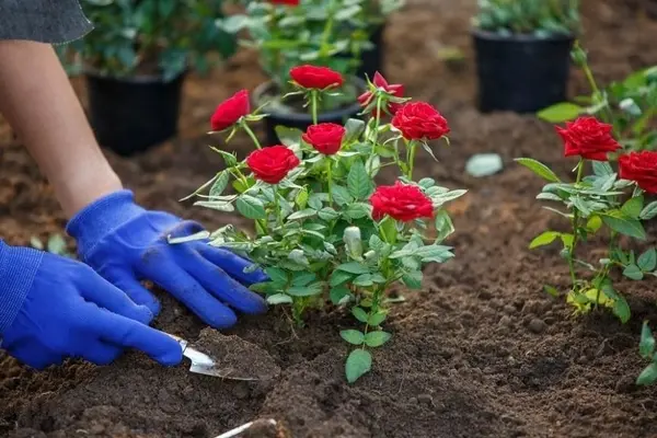 آموزش گام‌به‌گام قلمه زدن گل رز در آب با تکنیک‌های جدید و مؤثر | با این روش ساده، گل رز را فقط با یک شاخه در خانه تکثیر کنید