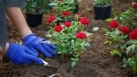 آموزش گام‌به‌گام قلمه زدن گل رز در آب با تکنیک‌های جدید و مؤثر | با این روش ساده، گل رز را فقط با یک شاخه در خانه تکثیر کنید