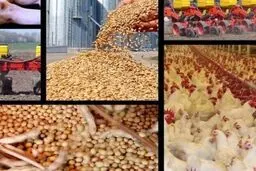 
شایعات مربوط به ارز ۴۲۰۰ نهاده‌های دامی و روغن تکذیب شد
