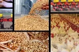 
شایعات مربوط به ارز ۴۲۰۰ نهاده‌های دامی و روغن تکذیب شد

