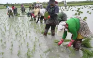 
 کشت برنج در استان‌های شمالی کشور قراردادی می‌شود
