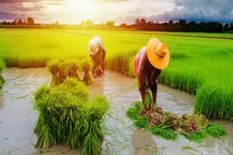 ممنوعیت واردات برنج در فصل نیاز |خسارت مستقیم به جیب مردم!