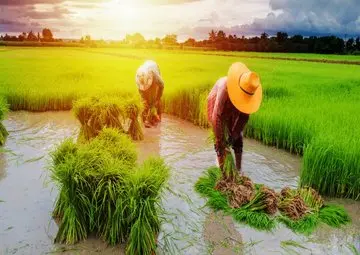 عرضه برنج ایرانی با قیمت‌های سرسام‌آور | گران‌فروشی برخلاف قیمت تعیین‌شده وزارت جهاد کشاورزی