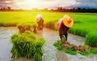 افزایش ناگهانی قیمت برنج در بازار امروز + جزئیات