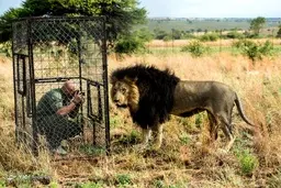  درمان شیر ۲ساله گلستان در باغ وحش ارم تهران+جزئیات 