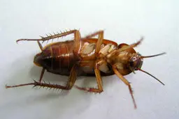 چطور سوسک بکشیم! | تنها راه کشتن سوسک‌ها، دمپایی نیست!