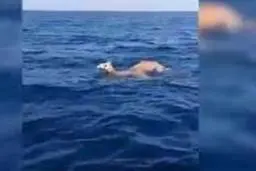 شترهایی که درآب اقیانوس شنا میکنند +ویدئو