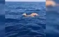 شترهایی که درآب اقیانوس شنا میکنند +ویدئو