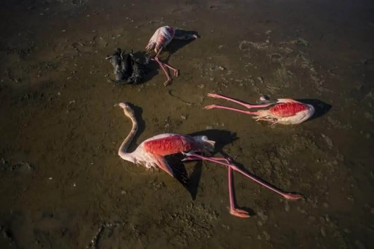 تکرار مرگ مشکوک پرندگان مهاجر در خلیج گرگان 