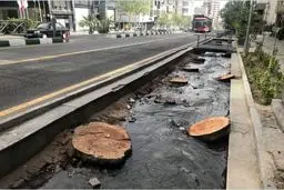 آینده‌ بی‌ریشه تهران | قطع شبانه ۱۰۰ چنار کهنسال در خیابان ولیعصر