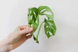 علت بی حالی قلمه بعد انتقال از آب به خاک | نکاتی از قلمه زدن که هرکسی بلد نیست! | روش قلمه زدن صحیح +ویدئو