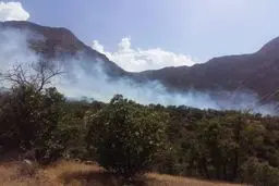 
 وزش باد دلیل تداوم آتش‌سوزی ارتفاعات دالاهو 
