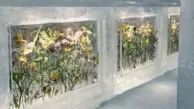 
هتل یخی با جادوی عطر گیاهان معطر+تصاویر

