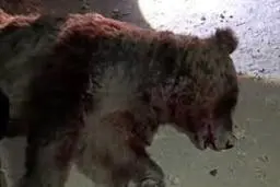 تصادف مرگبار خرس قهوه‌ای در کرمانشاه | تلف شدن خرس در محور چهار زبر +ویدئو