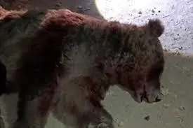 تصادف مرگبار خرس قهوه‌ای در کرمانشاه | تلف شدن خرس در محور چهار زبر +ویدئو