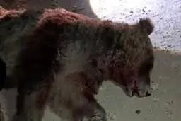 تصادف مرگبار خرس قهوه‌ای در کرمانشاه | تلف شدن خرس در محور چهار زبر +ویدئو