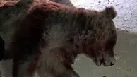 تصادف مرگبار خرس قهوه‌ای در کرمانشاه | تلف شدن خرس در محور چهار زبر +ویدئو