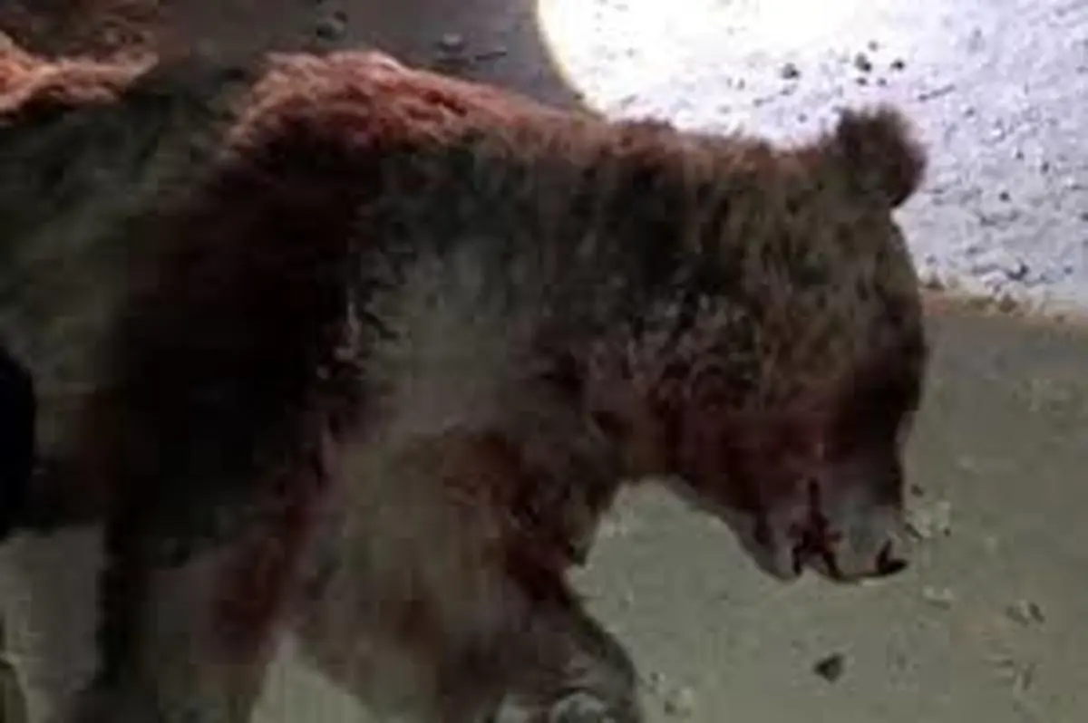 تصادف مرگبار خرس قهوه‌ای در کرمانشاه | تلف شدن خرس در محور چهار زبر +ویدئو