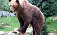 ورود خرس و توله‌اش به یک خانه‌ی مسکونی!  +ویدئو