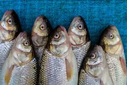 عجیب‌ترین ماهی دریا را ببینید | این غول ماهی عمودی شنا میکند!