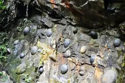 این کوه تخم مرغ میدهد | کوهی که هر سی سال یکبار تخم مرغ میگذارد