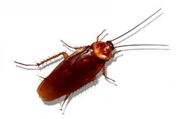 بهترین راهکار برای از بین بردن حشرات موذی! + نکات مهم