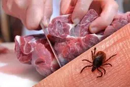 تب کریمه کنگو سراسر ایران را فرا گرفت | 60 نفر مبتلا و 3 کشته در 24 ساعت گذشته! + جزئیات
