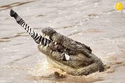  بلعیده شدن رهبر گورخرها توسط تمساح‌های نیل