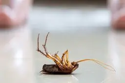 با این راهکارها دیگه سوسک نمیاد تو خونه | فوری سوسکا فراری بده !