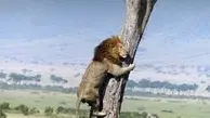 وقتی سلطان جنگل از ترس شکار شدن بالای درخت میرود!+ویدئو
