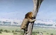 وقتی سلطان جنگل از ترس شکار شدن بالای درخت میرود!+ویدئو