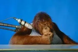 شباهت شگفت‌انگیز غذا خوردن اورانگوتان و انسان+ویدئو 