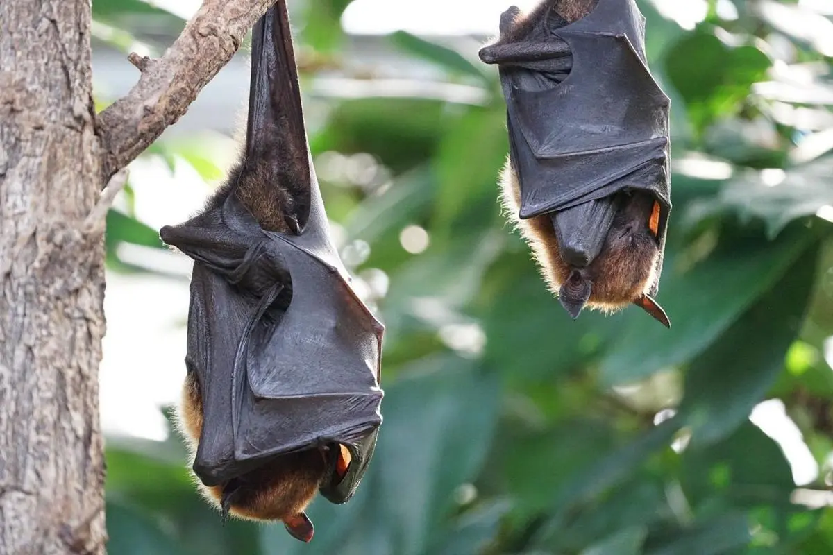  فاصله اجتماعی را خفاش‌های بیمار رعایت می‌کنند