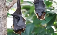  فاصله اجتماعی را خفاش‌های بیمار رعایت می‌کنند