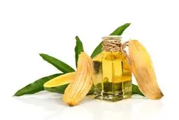 فواید دانه انبه | مزیت های شگفت‌انگیز دانه انبه برا سلامتی