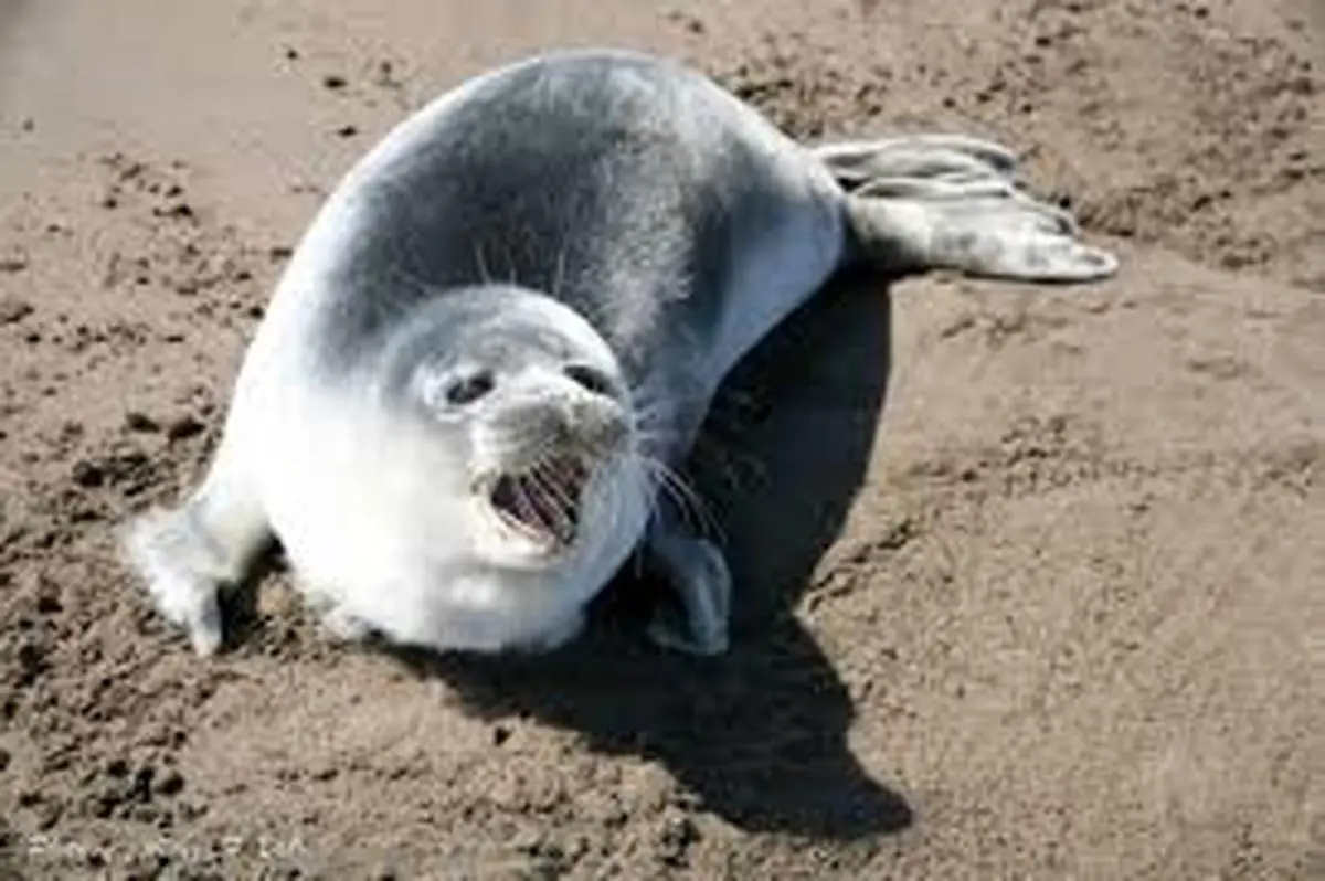 لحظه آواز خواندن یک فک دریایی | فک دریایی آکواریوم روسیه با آواز خواندن شگفت‌زده کرد +ویدئو