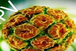 درمان زگیل تناسلی  |  تاثیرپماد عصاره برگ چای سبز بر بهبود زگیل تناسلی 