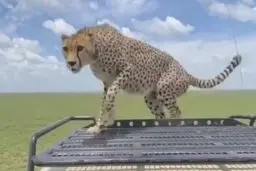 وقتی خودروی توریست‌ها محل استراحت یوزپلنگ می‌شود + ویدئو