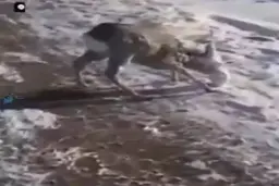 شدت سرما در قزاقستان + ویدئو