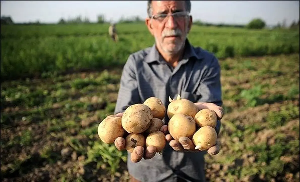 رییس اتحادیه بارفروشان تهران: عرضه سیب‌زمینی را یک سوم کرده‌اند تا قیمت‌ها را بالا ببرند