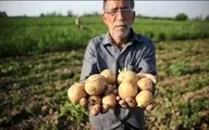 رییس اتحادیه بارفروشان تهران: عرضه سیب‌زمینی را یک سوم کرده‌اند تا قیمت‌ها را بالا ببرند