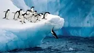 کشف جدید: پنگوئن‌ها هنگام شکار در زیر آب آواز می‌خوانند 