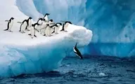 کشف جدید: پنگوئن‌ها هنگام شکار در زیر آب آواز می‌خوانند 