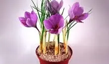 طرز تهیه زعفران در خانه | با این روش دیگه از بیرون زعفران نخر 