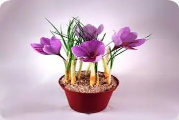 کاشت طلای طبیعی در خانه | دیگه از بیرون زعفران نخر خودت بکار