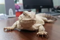 سوسمارها هم از خاراندن پشت لذت می‌برند! +ویدیو
